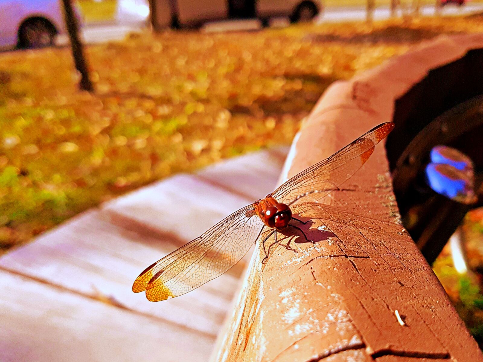 Samsung Galaxy S7 Edge sample photo. Dragonfly, insects, wing photography