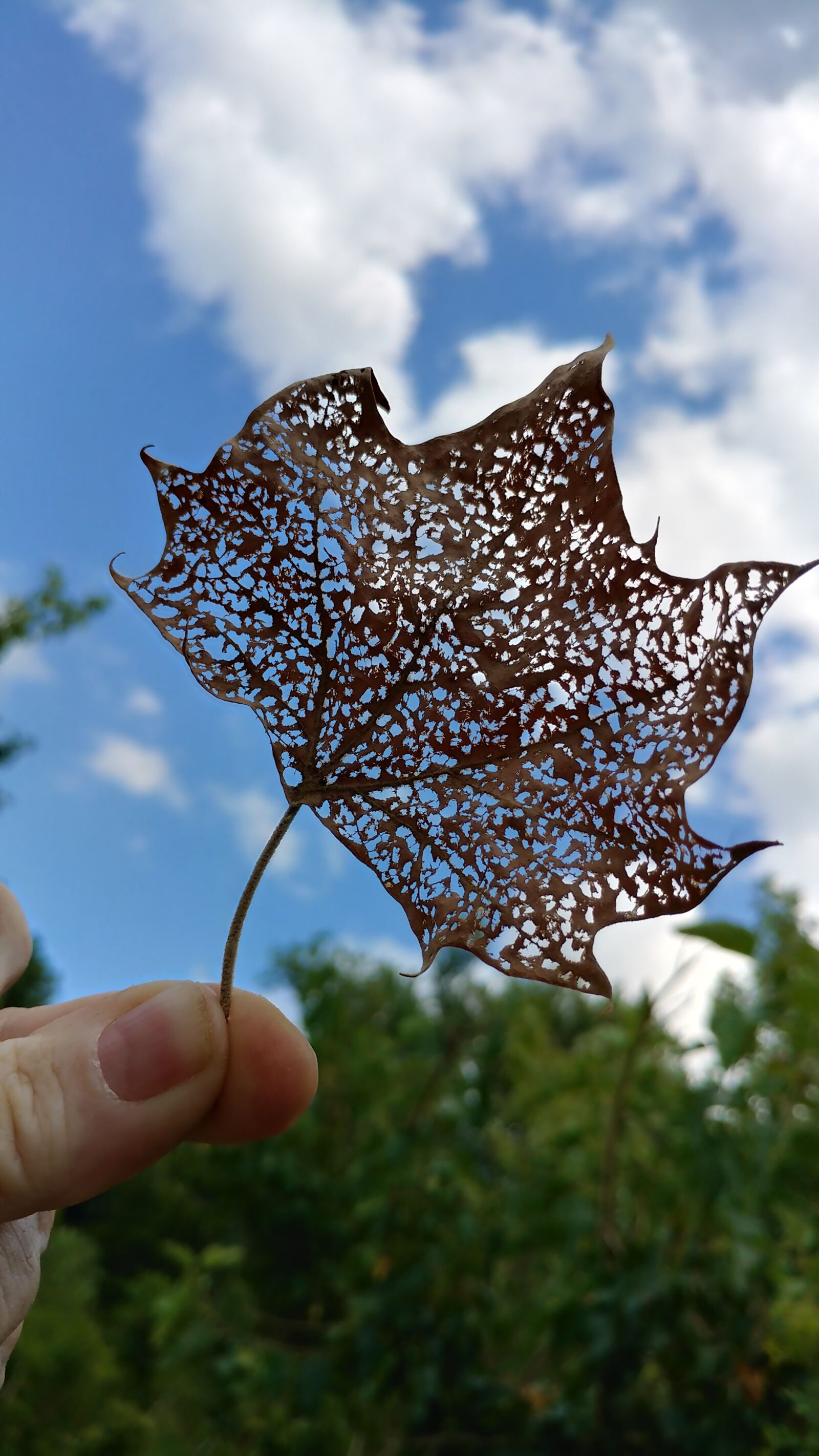 LG V20 sample photo. Leaf silhouette, beautiful sky photography