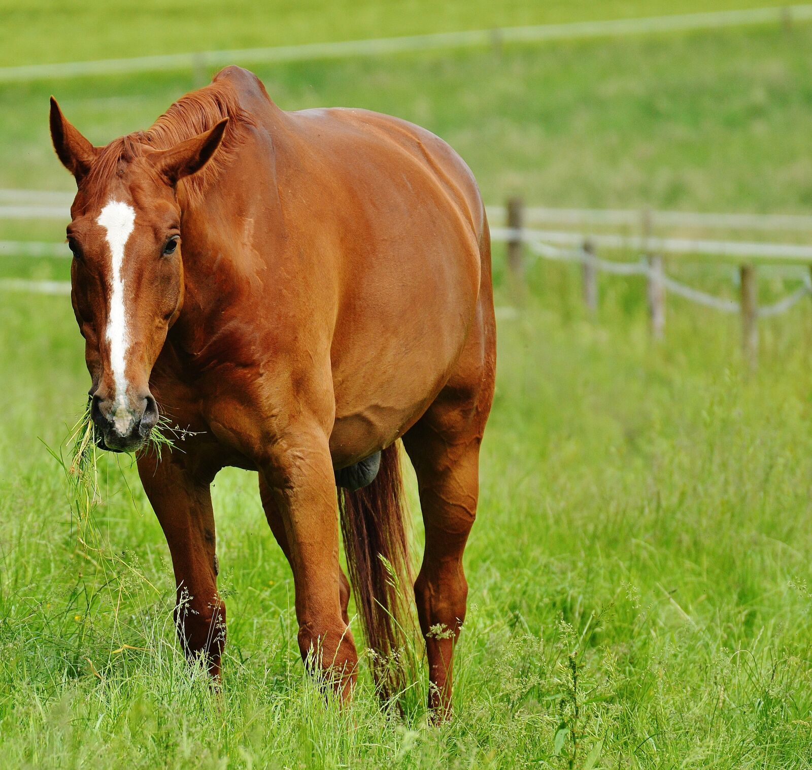 Nikon D3200 sample photo. Horse, coupling, stallion photography