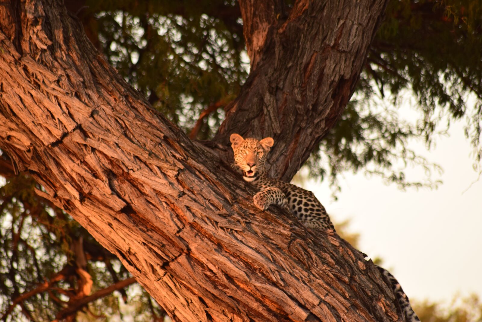 Nikon D5300 sample photo. Leopard, tree, botswana photography