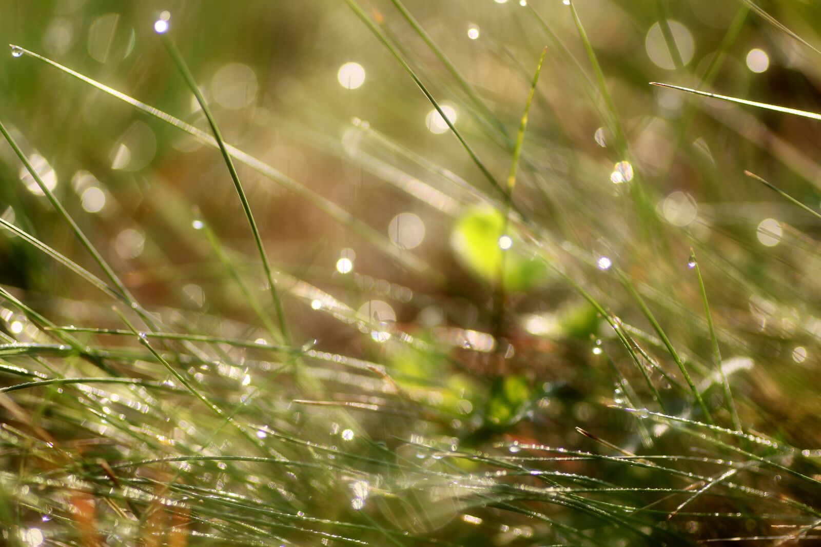 Tamron SP 90mm F2.8 Di VC USD 1:1 Macro sample photo. Grass, meadow, morgentau photography