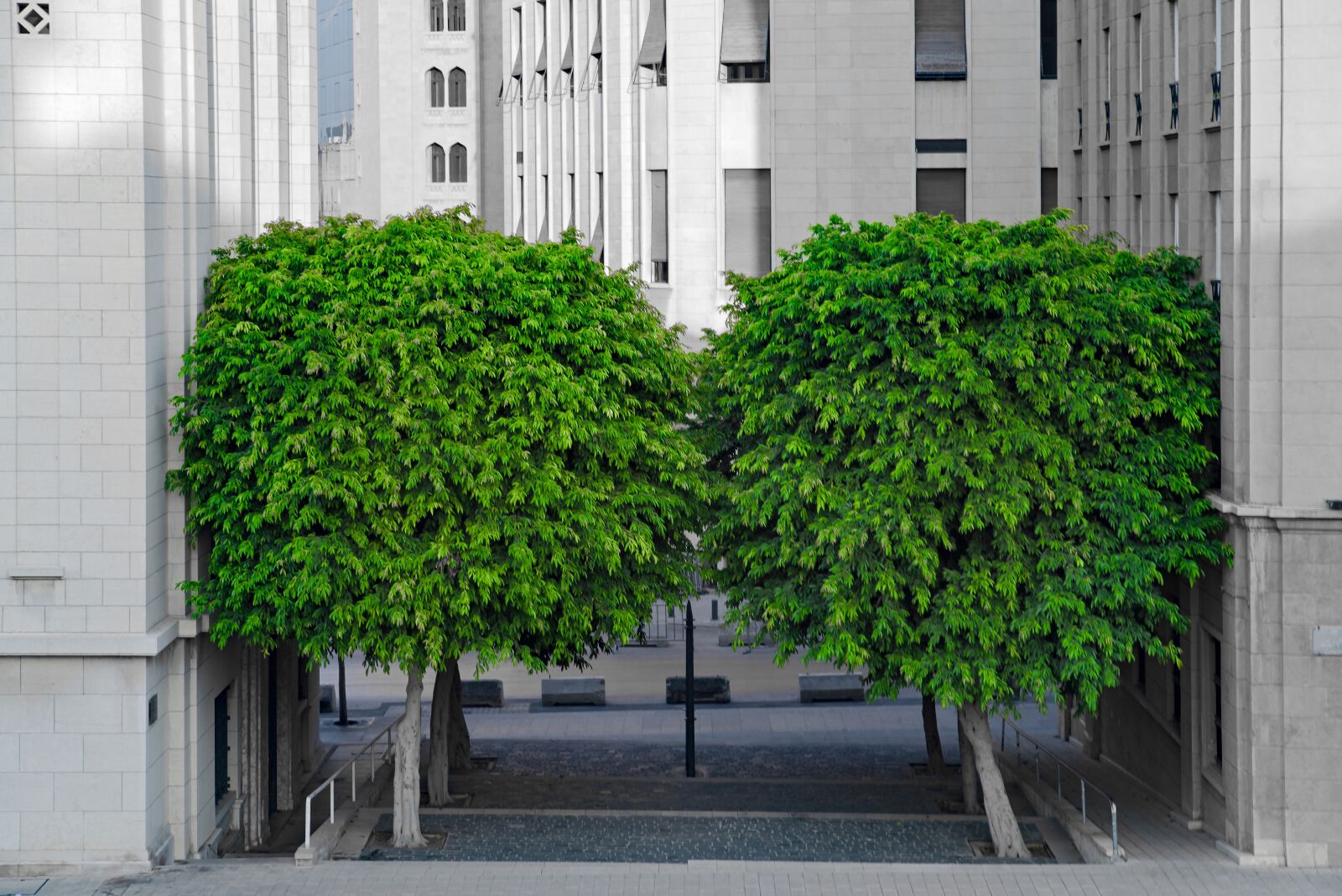 Pentax K-1 Mark II sample photo. Tree, foliage, cityscape photography