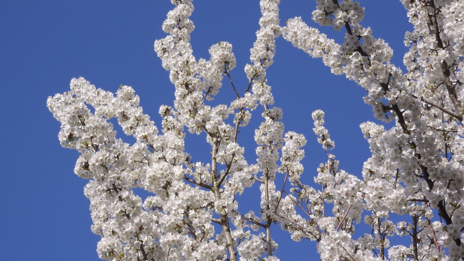 Nikon Coolpix P610 sample photo. Cherry blossoms, cherry, white photography