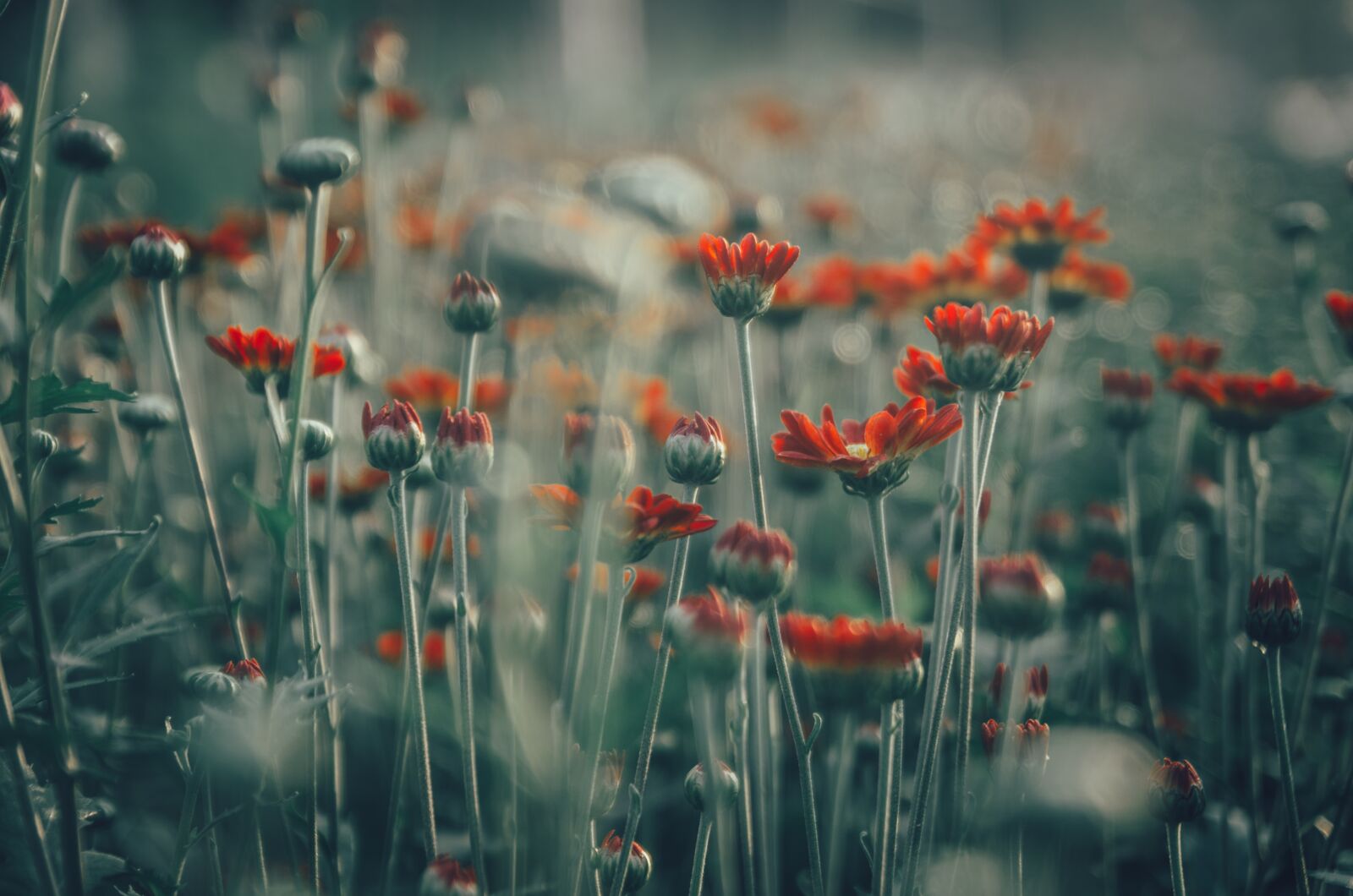 Nikon D7000 sample photo. Flower, movies, sad photography