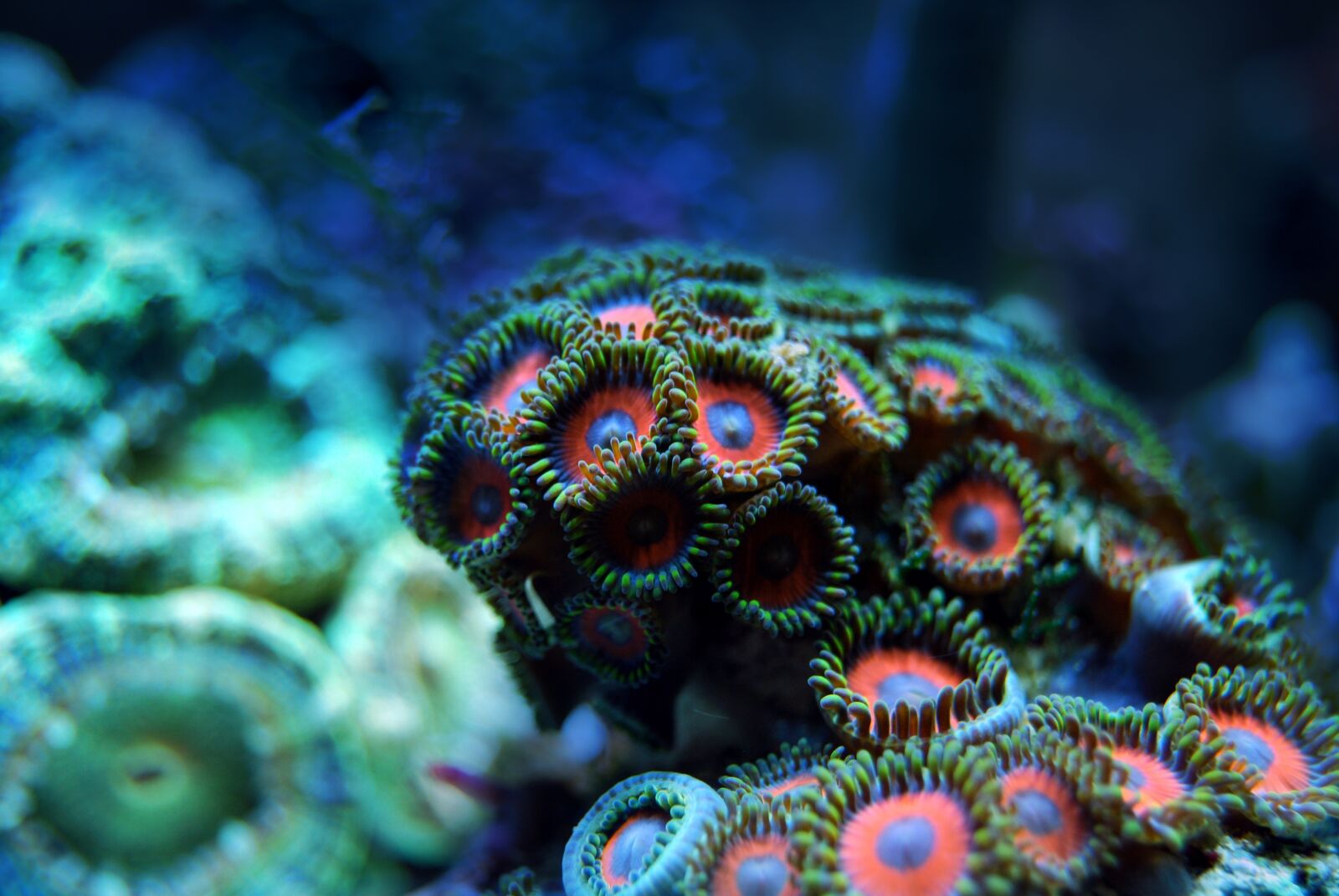 Nikon D40X sample photo. Coral, reef, sea photography