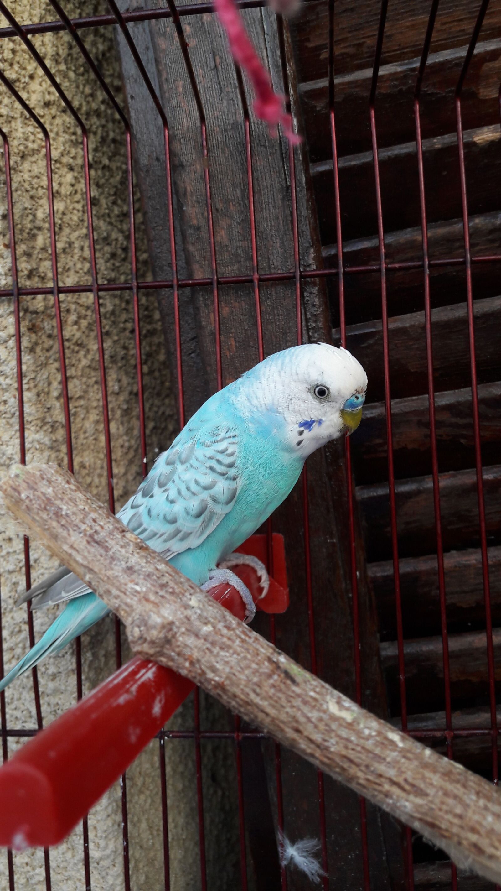 Samsung Galaxy J7 sample photo. Parakeet, bird, blue photography