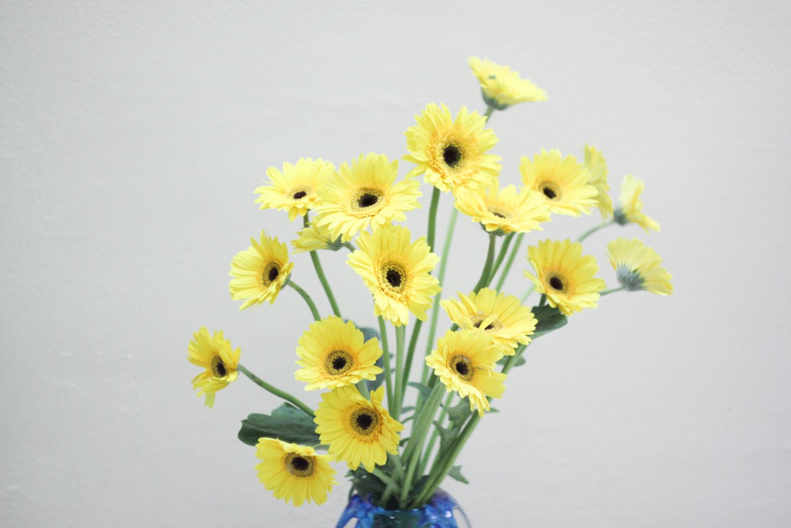 Canon EOS 50D sample photo. Flowers, yellow, nature photography