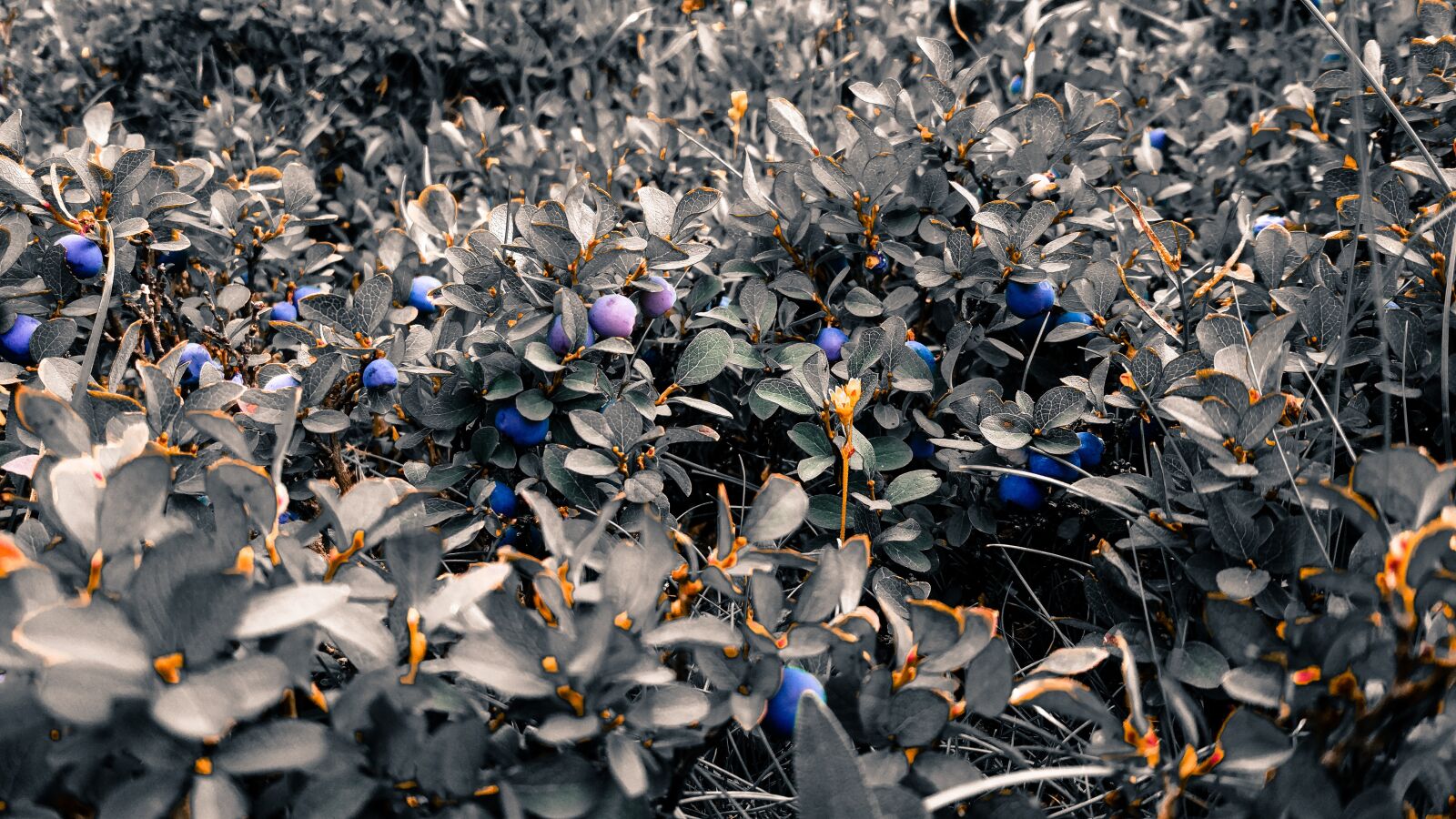 Xiaomi MI 5 sample photo. Blueberries, blue berries, bush photography