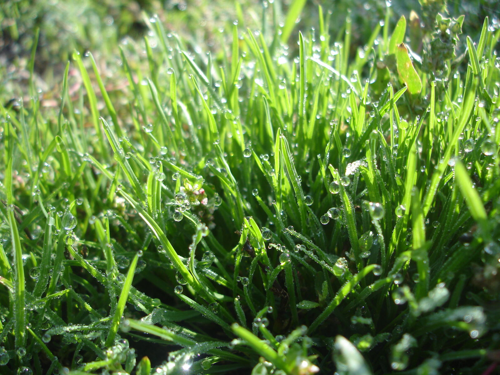 Sony DSC-W17 sample photo. Dew, grass, green, mornin photography