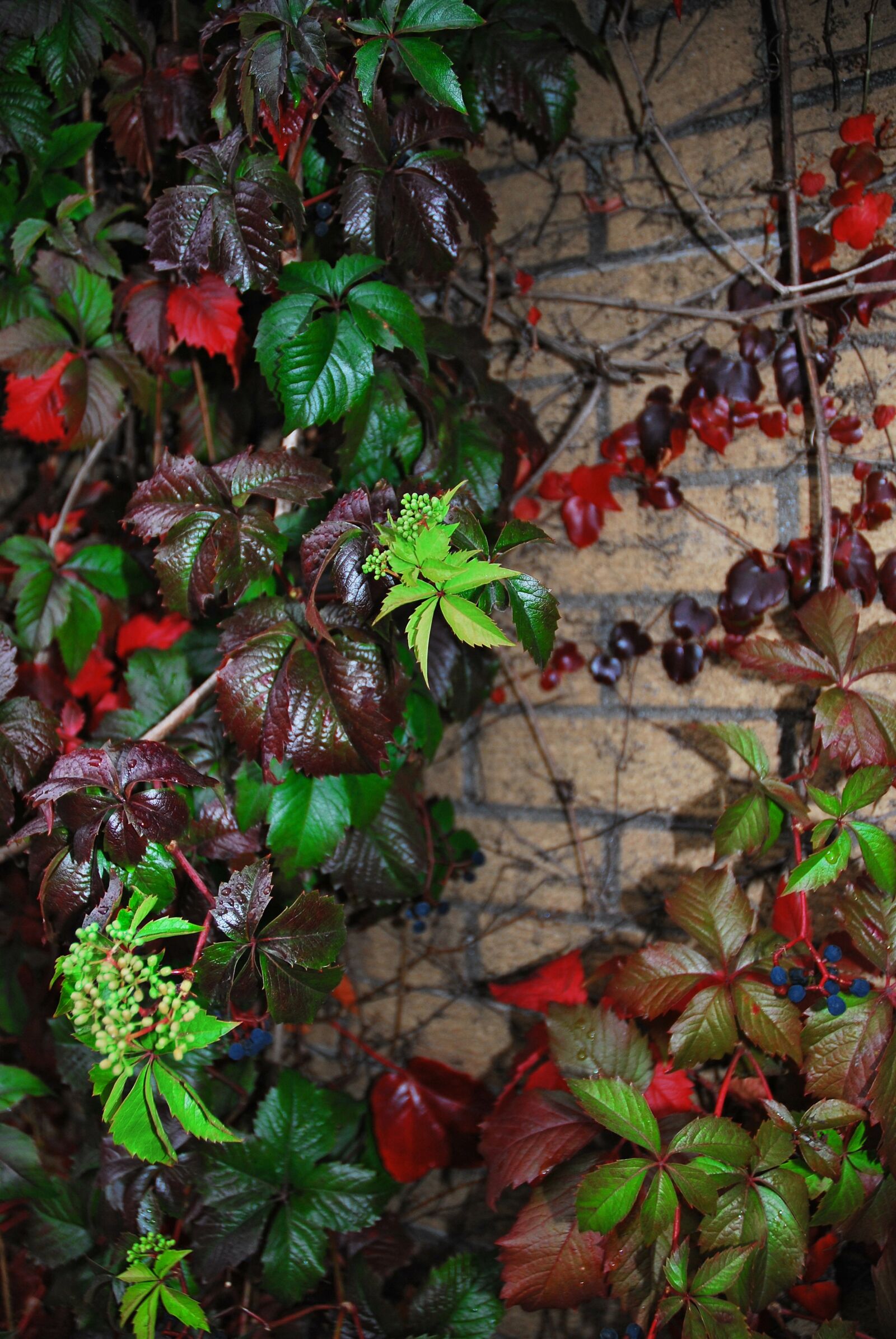 Nikon D60 sample photo. Autumn, multicoloured, leaves photography