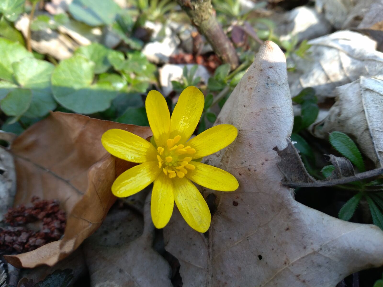 HUAWEI P9 LITE MINI sample photo. Anemone, yellow, nature photography