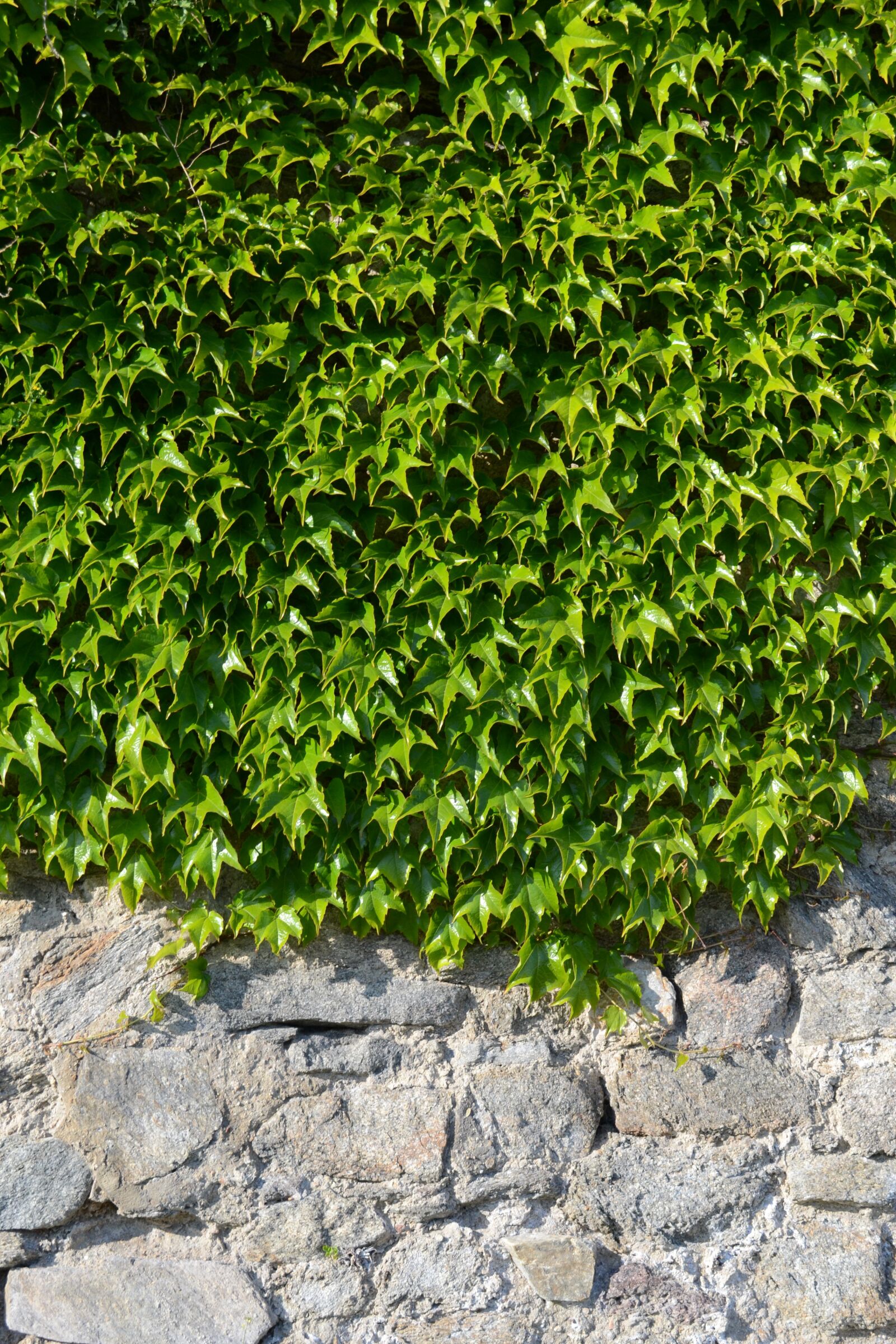 Nikon D3100 sample photo. Green, foliage, summer photography