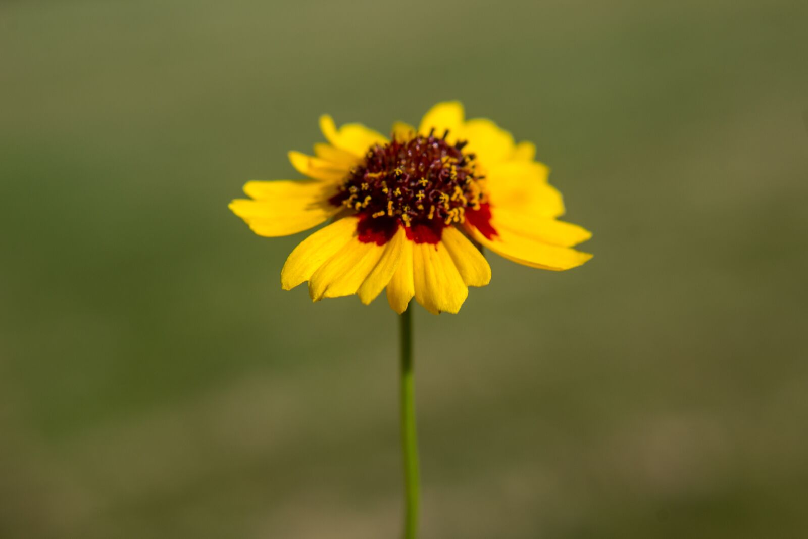 Canon EOS 1200D (EOS Rebel T5 / EOS Kiss X70 / EOS Hi) sample photo. Coreopsis, yellow, red photography