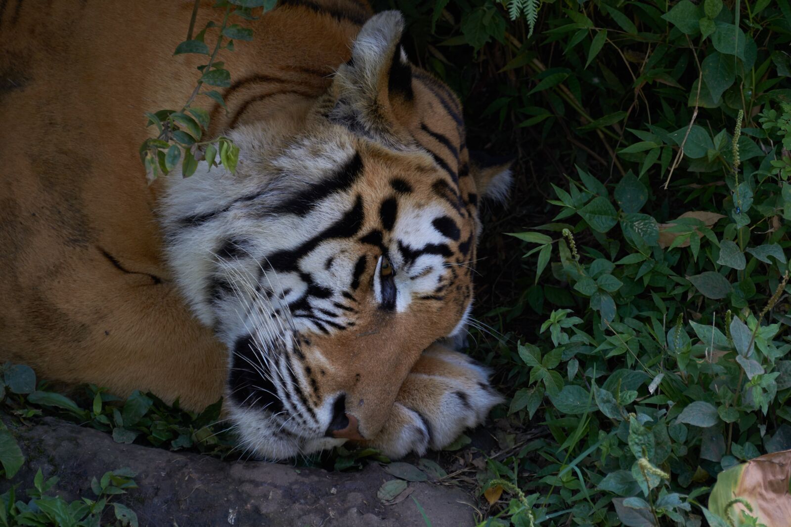 Nikon AF-S VR Zoom-Nikkor 70-300mm f/4.5-5.6G IF-ED sample photo. Tiger, animal, predator photography