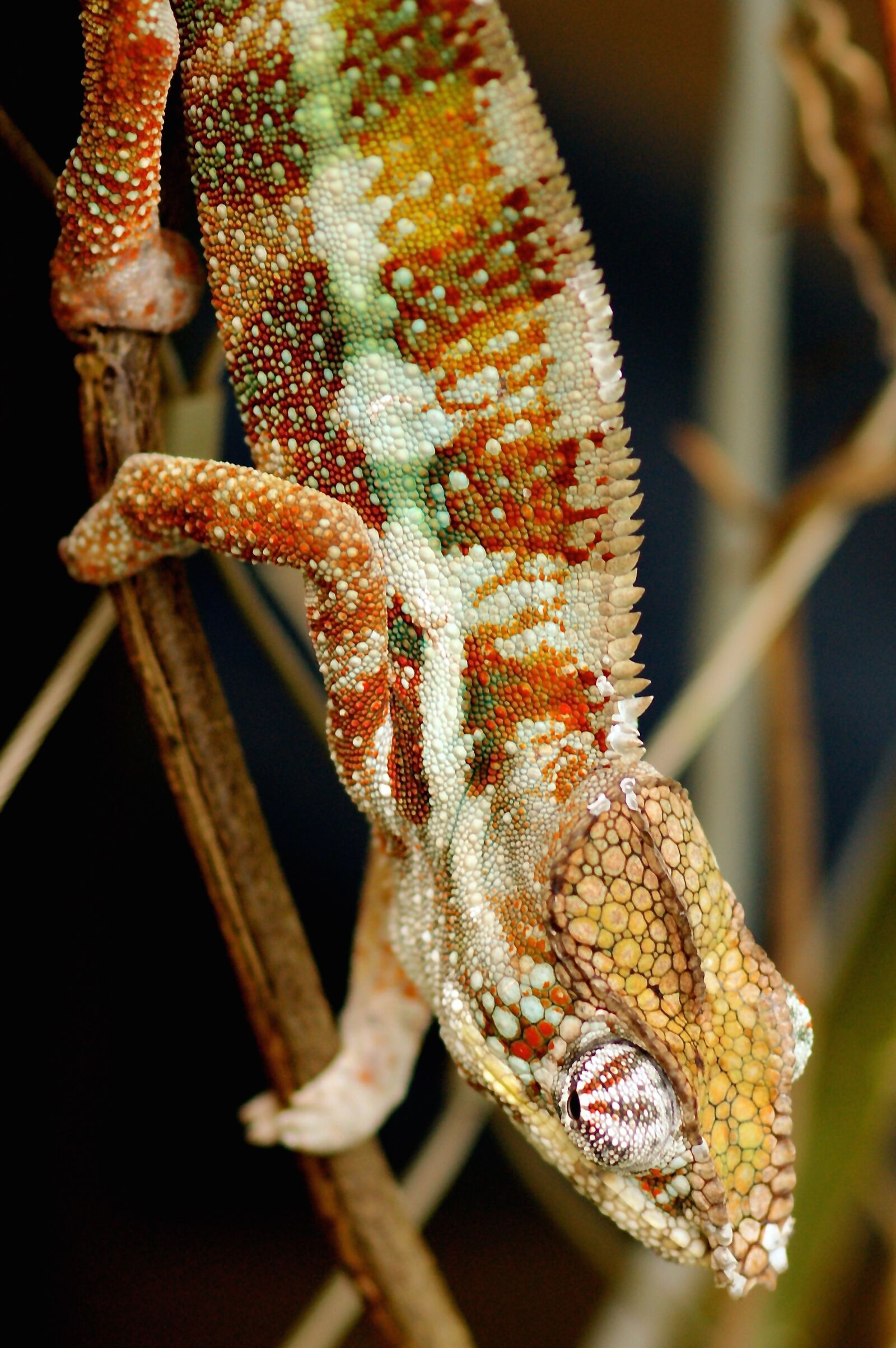 Sony Alpha DSLR-A350 sample photo. Chameleon, lizard, animal world photography