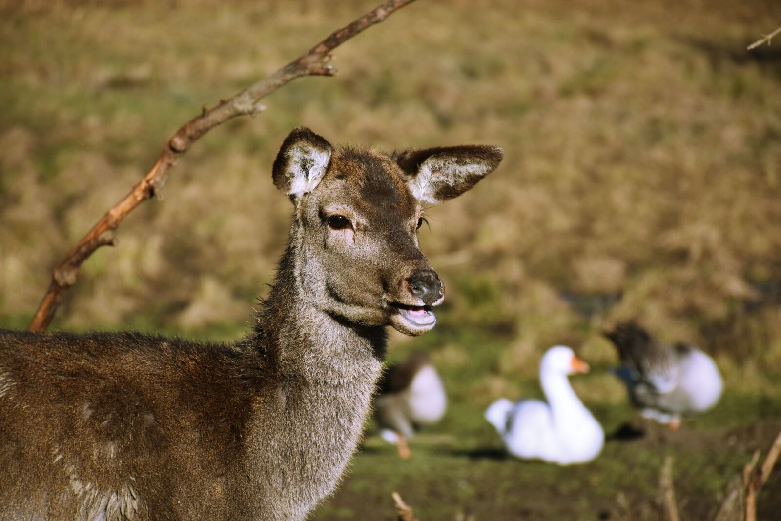 Nikon D7200 sample photo. Roe deer, wild, deer photography