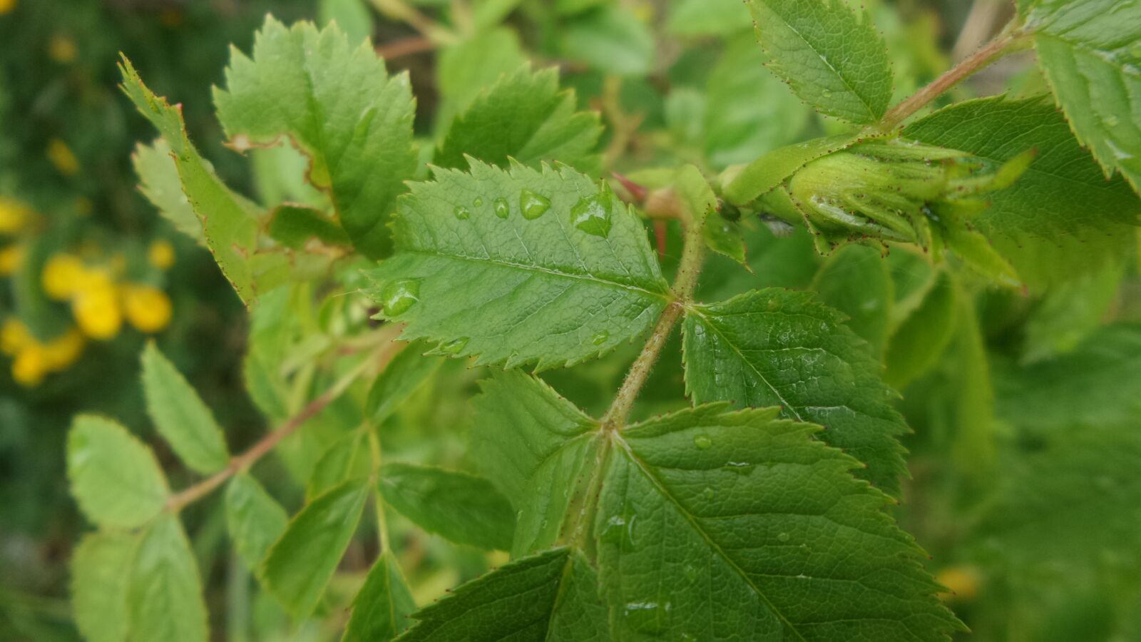 Samsung Galaxy K Zoom sample photo. Green, leaf, summer photography