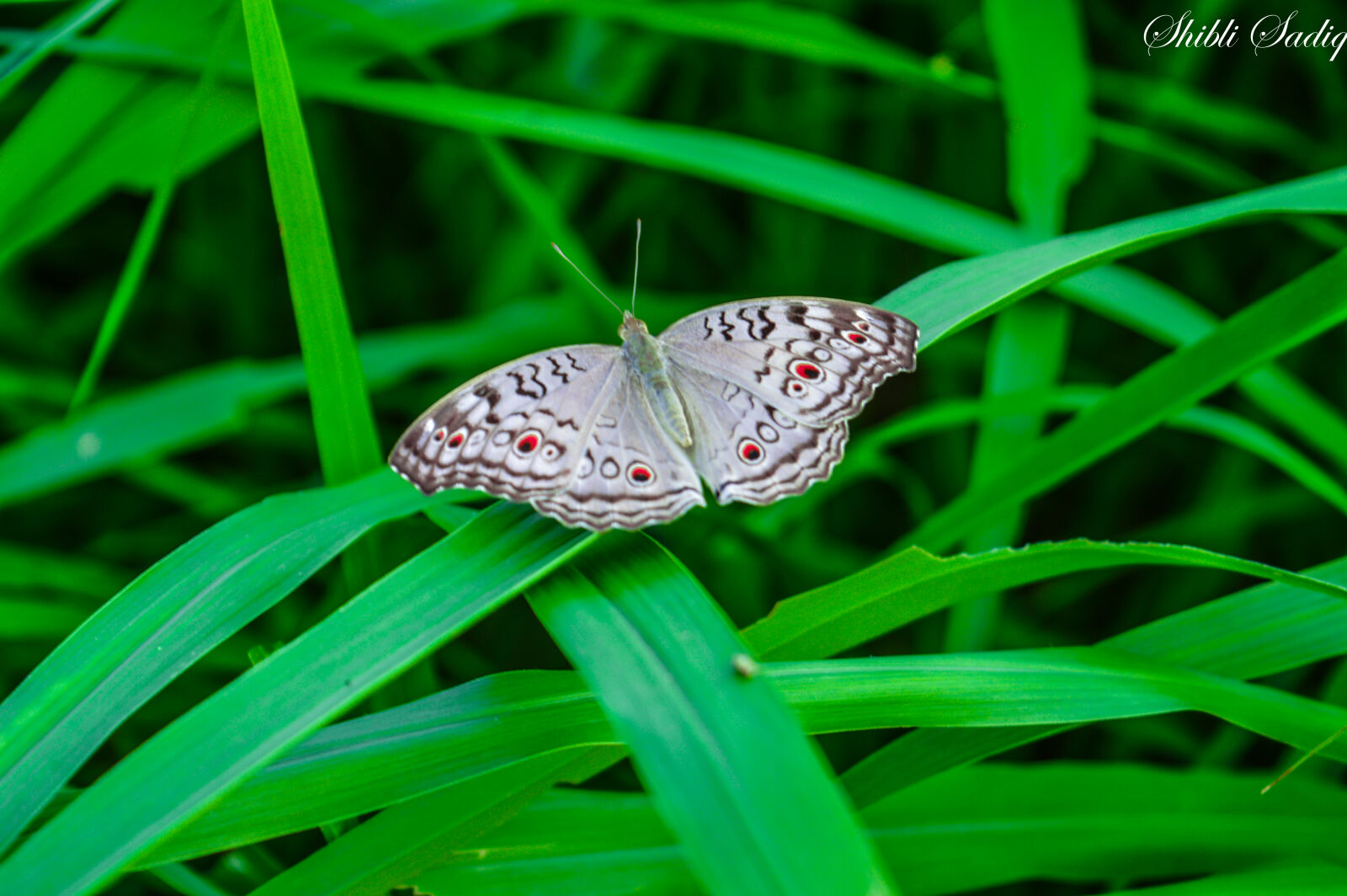 Nikon D3200 sample photo. Butterfly, green, wild, life photography