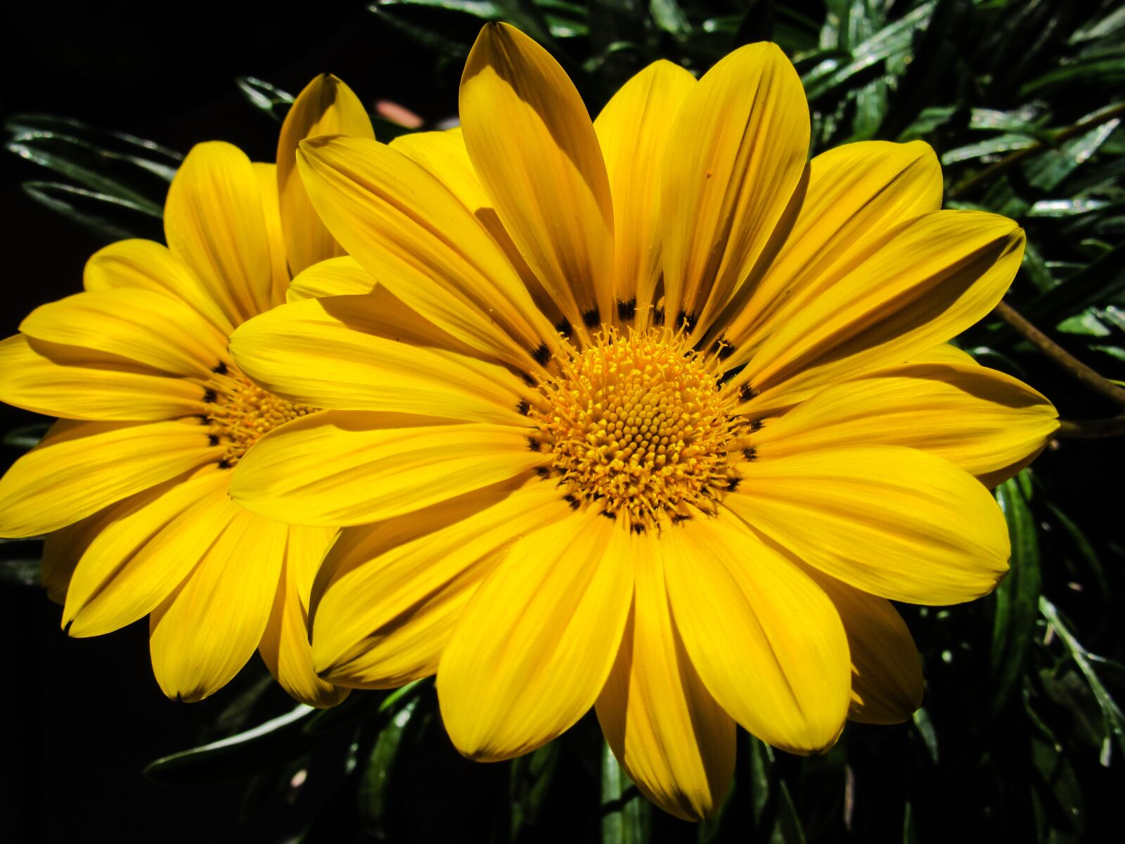 Canon PowerShot SX600 HS sample photo. Gazanie, flowers, nature photography