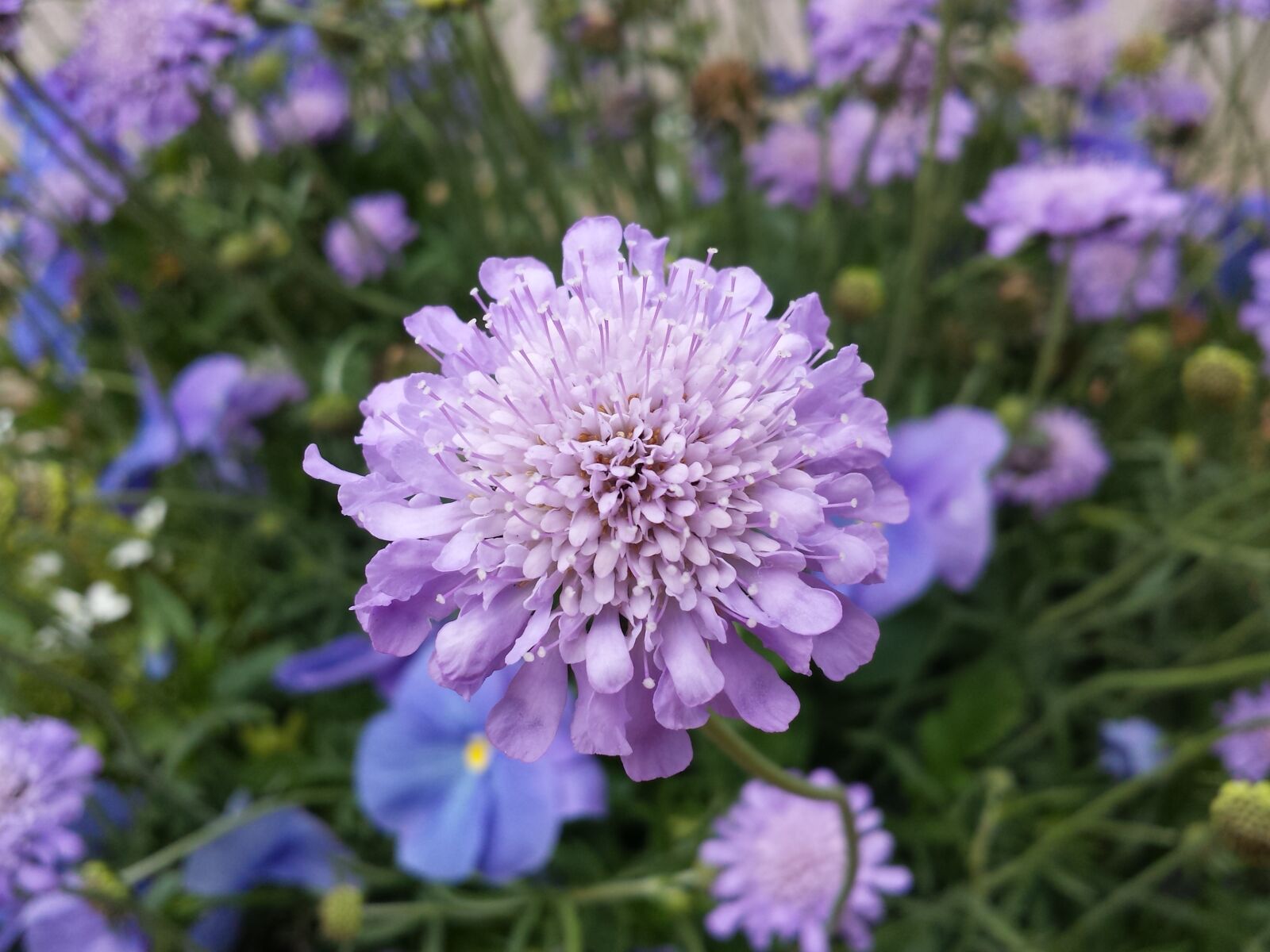 Samsung Galaxy S4 sample photo. Purple, flower, bloom photography