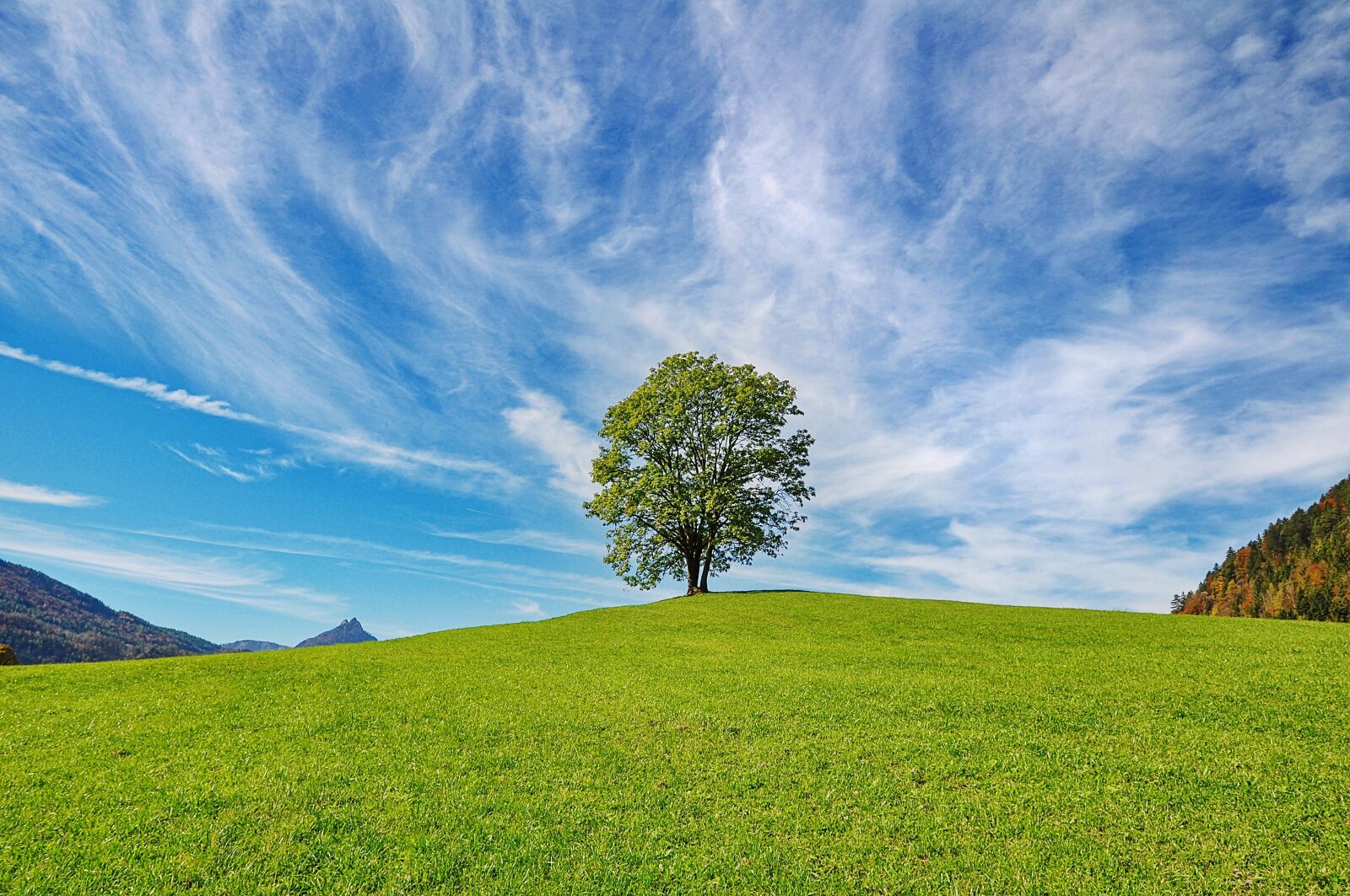 Nikon D90 sample photo. Tree, sky, nature photography