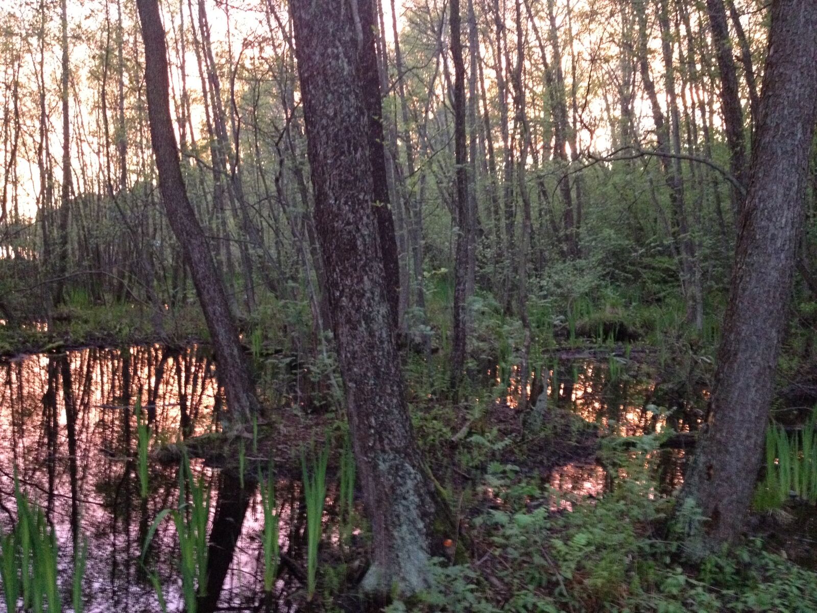 iPhone 4S back camera 4.28mm f/2.4 sample photo. Reflections, sunset, trees, water photography
