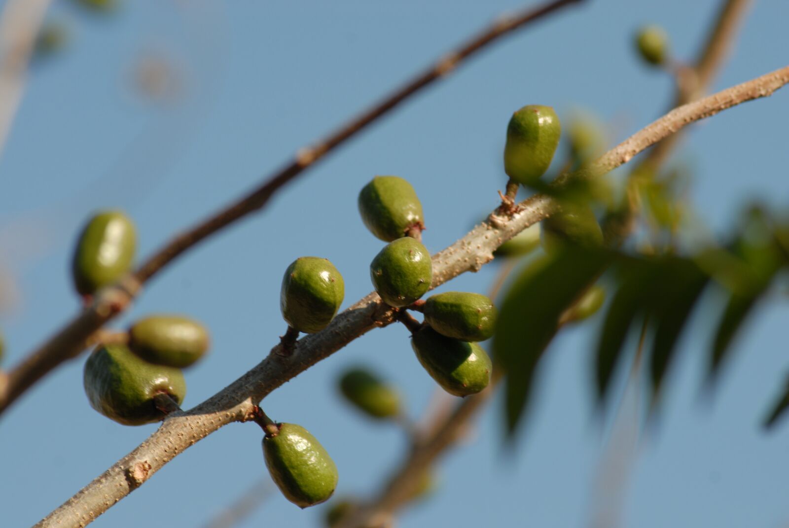 Nikon D200 sample photo. Fruit, plum, tree photography