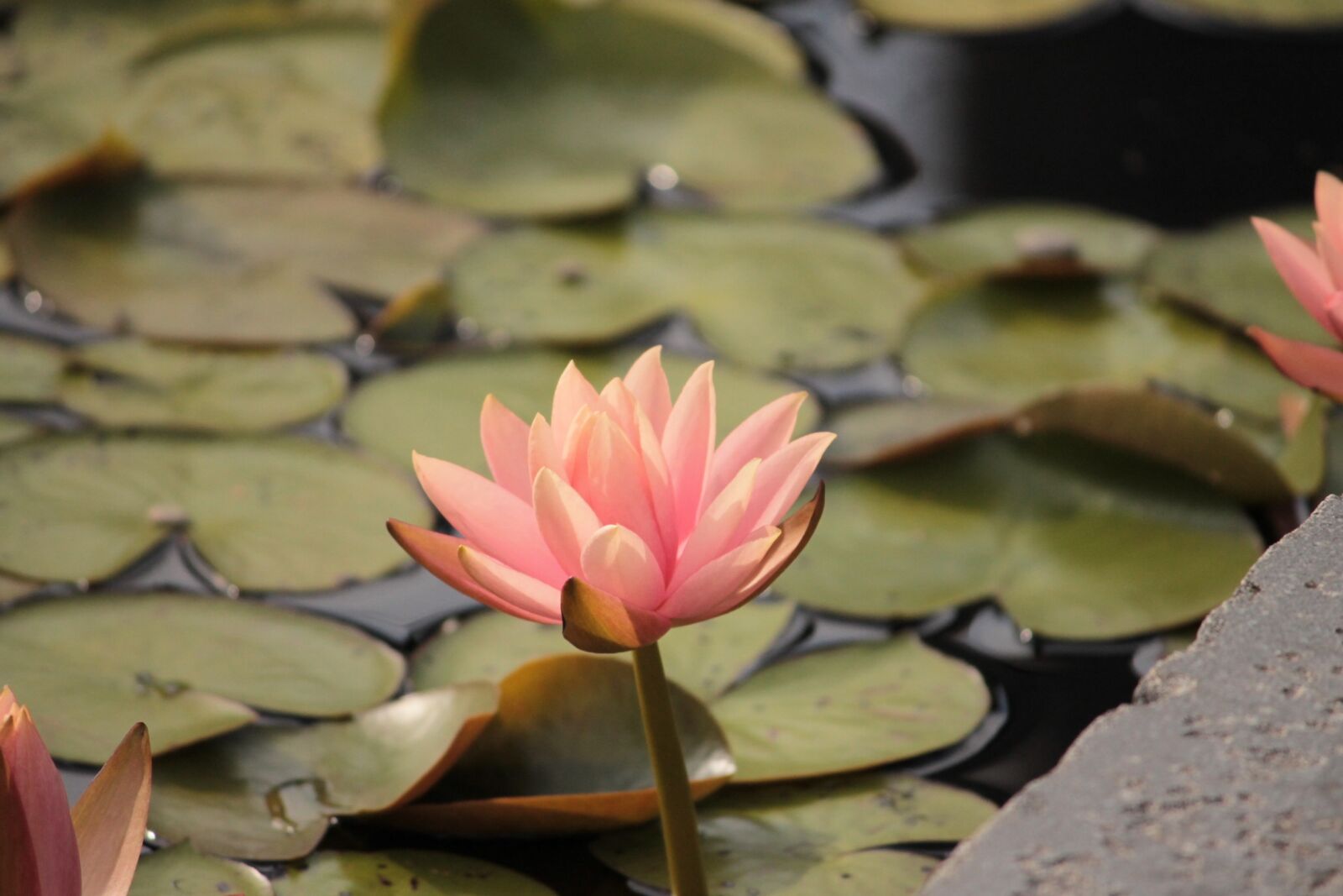 Canon EOS 1100D (EOS Rebel T3 / EOS Kiss X50) sample photo. Lilly pad, lilly, flower photography