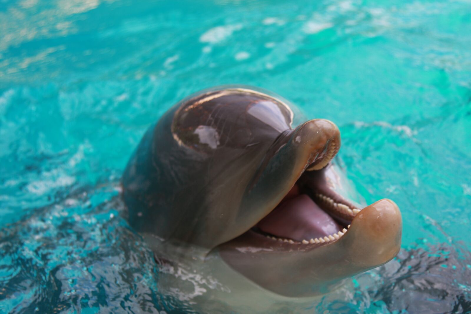 Canon EOS 40D sample photo. Dolphin, water, sea world photography