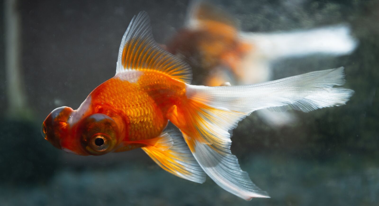 Nikon D7200 sample photo. Fish, goldfish, aquarium photography