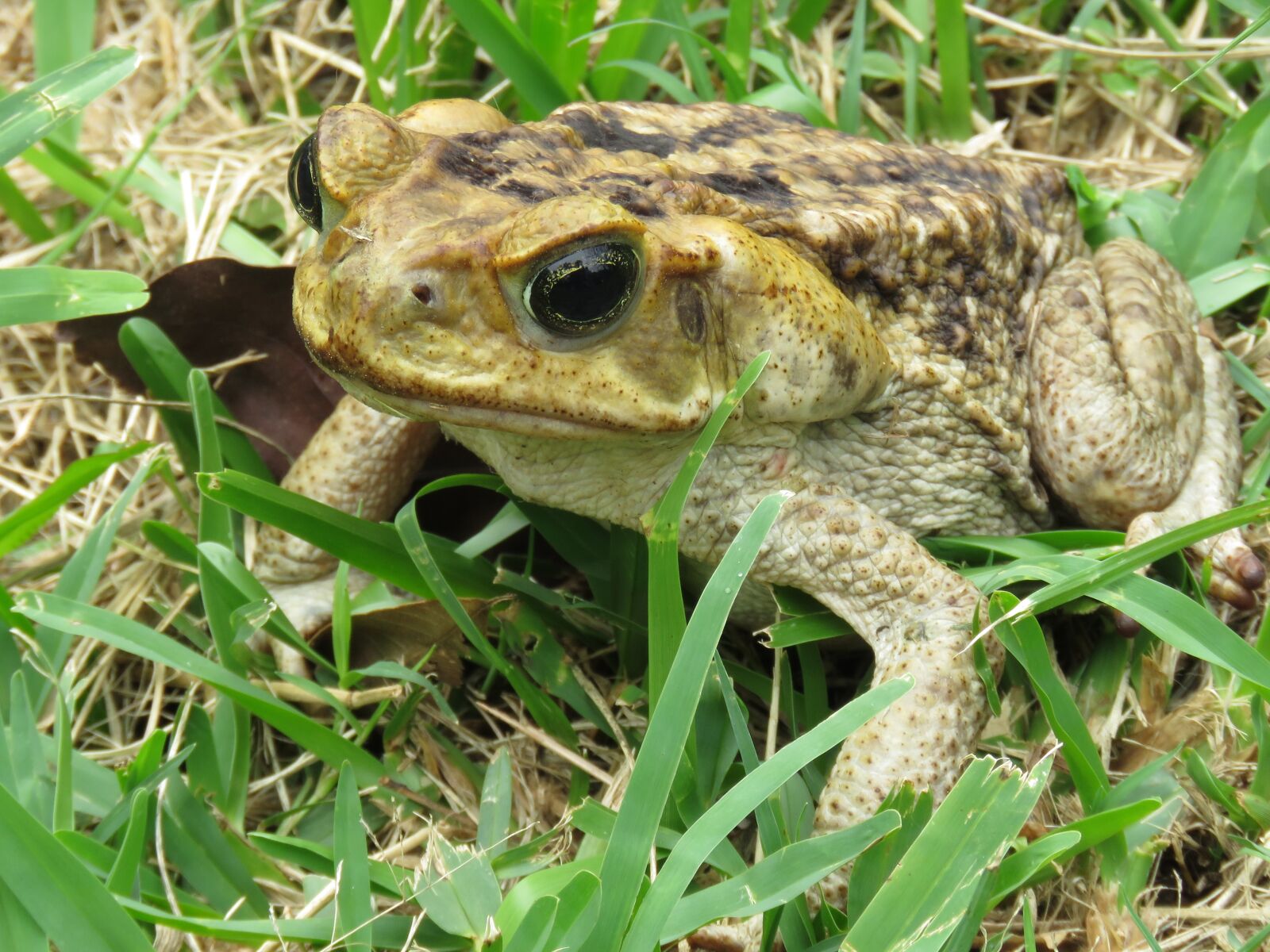 Canon PowerShot SX60 HS sample photo. Toad, animal, nature photography