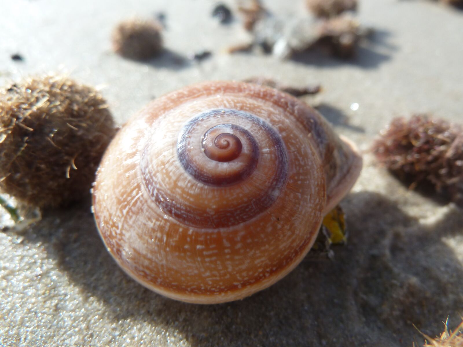 Panasonic Lumix DMC-ZS5 (Lumix DMC-TZ8) sample photo. Sea, snail, sand photography