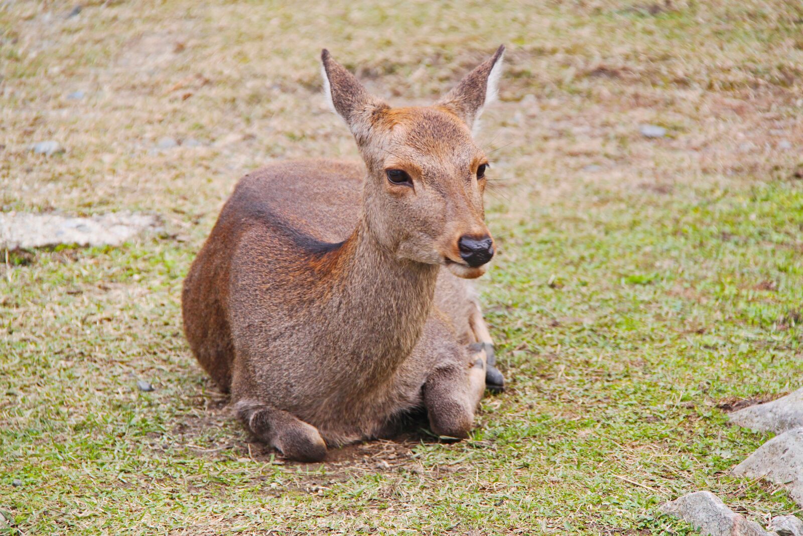 Canon EOS 500D (EOS Rebel T1i / EOS Kiss X3) sample photo. Deer, beautiful, mammal photography