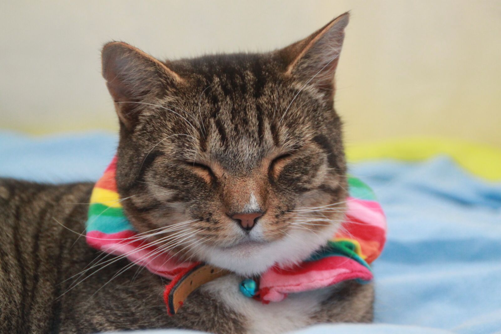 Canon EOS 500D (EOS Rebel T1i / EOS Kiss X3) sample photo. Cat, tabby, rainbow photography