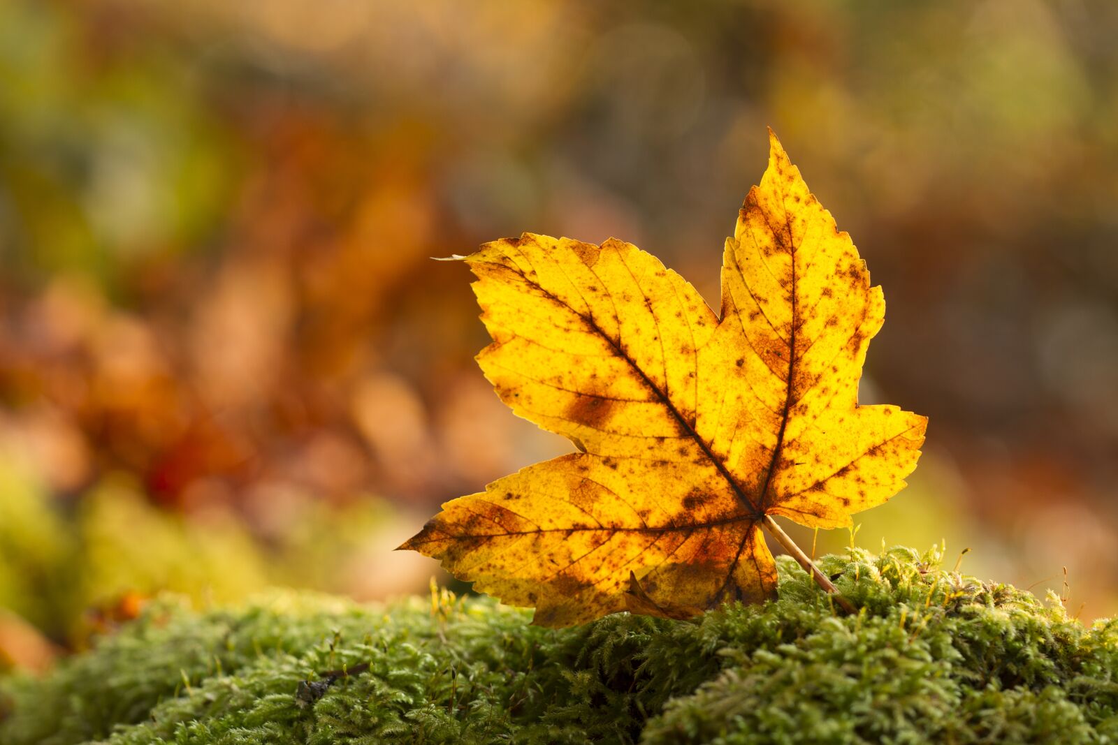 Canon EOS 7D sample photo. Leaf, autumn leaf, leaves photography