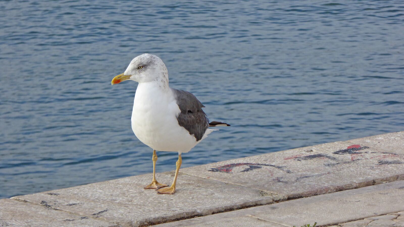 Panasonic DMC-TZ61 sample photo. Seagull, bird, portugal photography