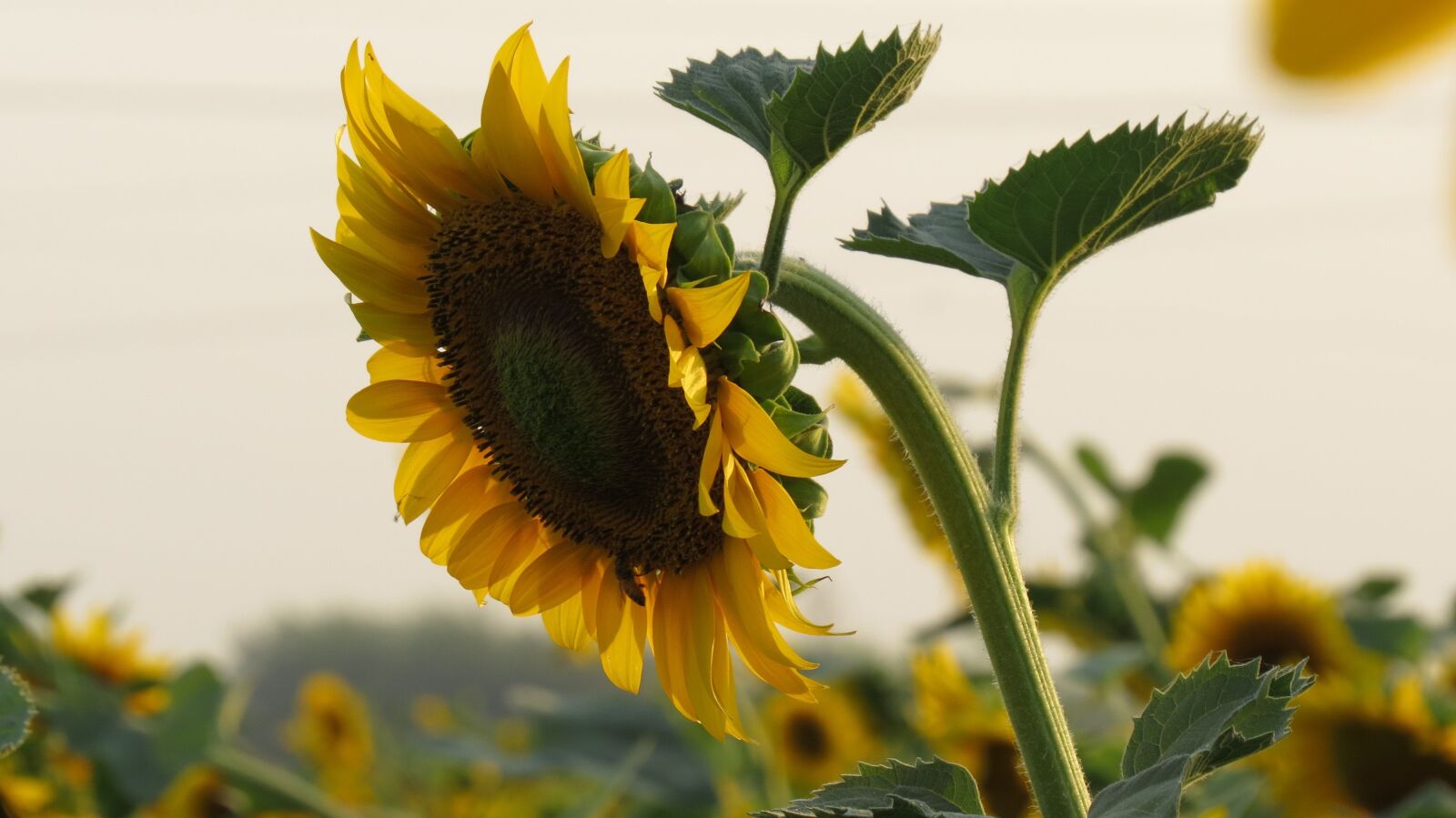 Canon PowerShot SX50 HS sample photo. Sunflower, flower, yellow flower photography