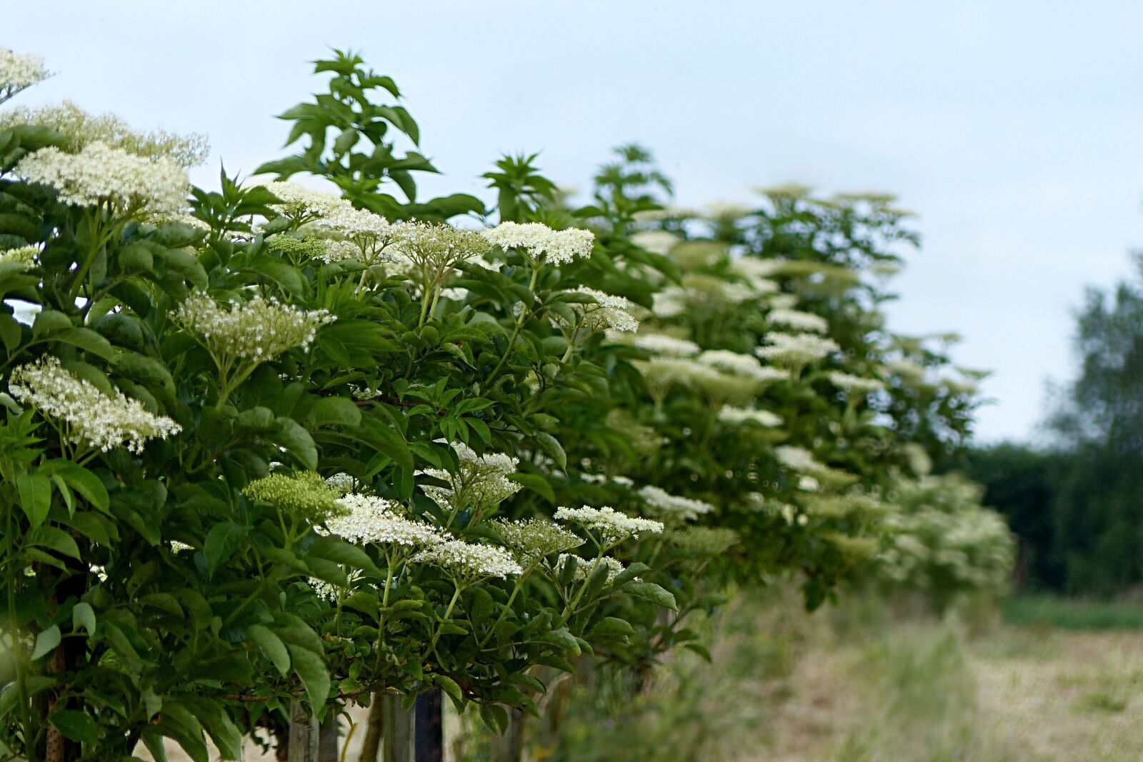 Panasonic Lumix DMC-FZ200 sample photo. Plant, elder, sambucus photography