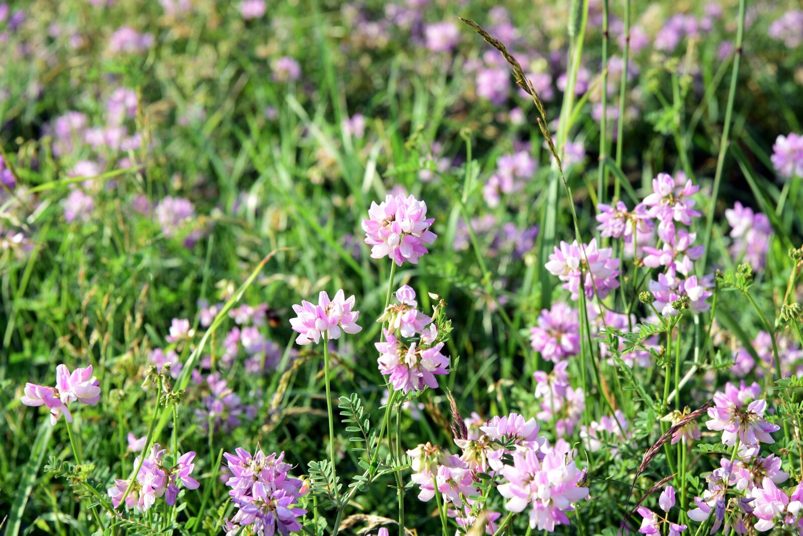 Nikon D750 sample photo. Meadow, flower meadow, nature photography