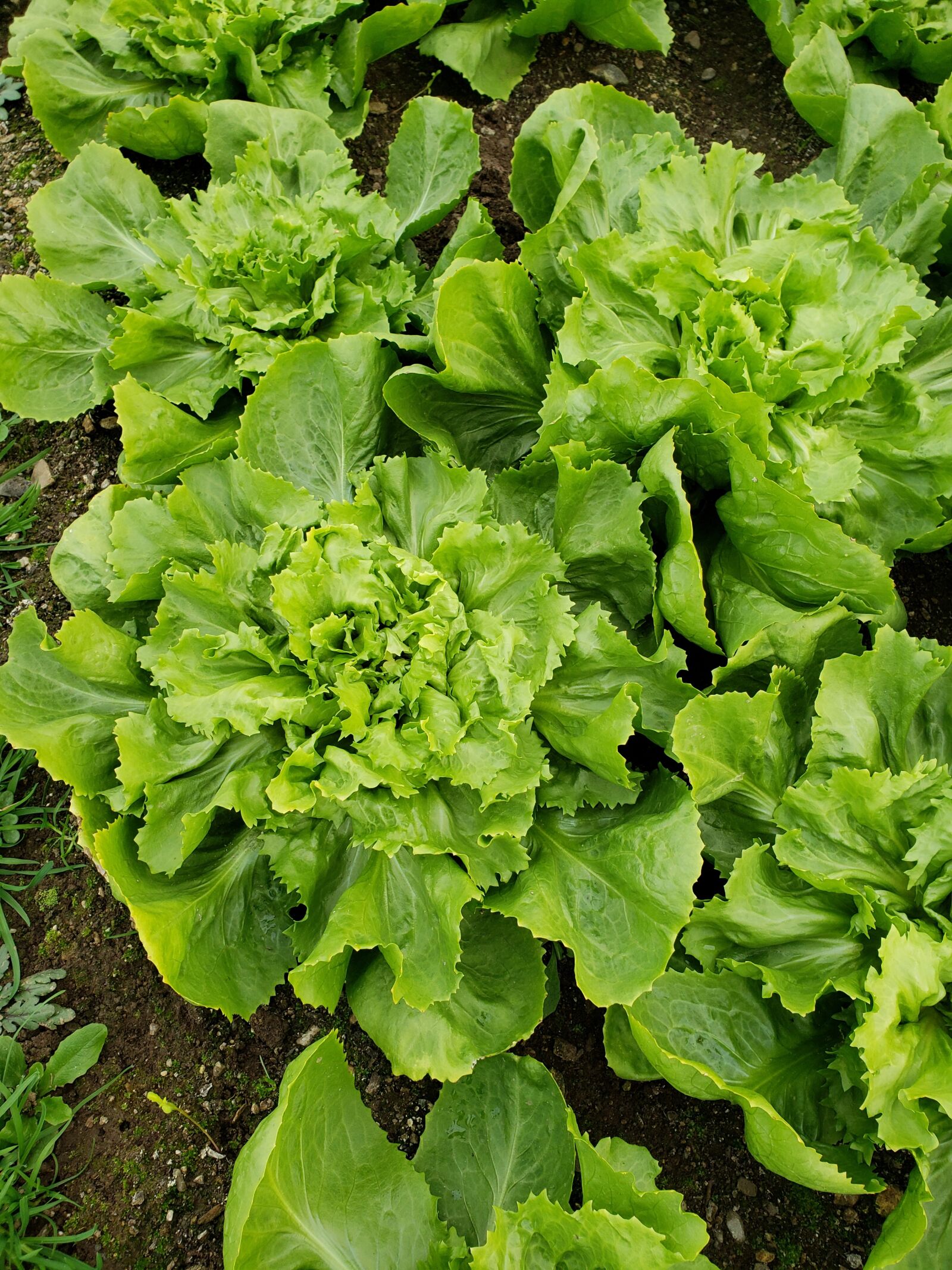 Samsung Galaxy S9 sample photo. Lettuce, green, organic photography