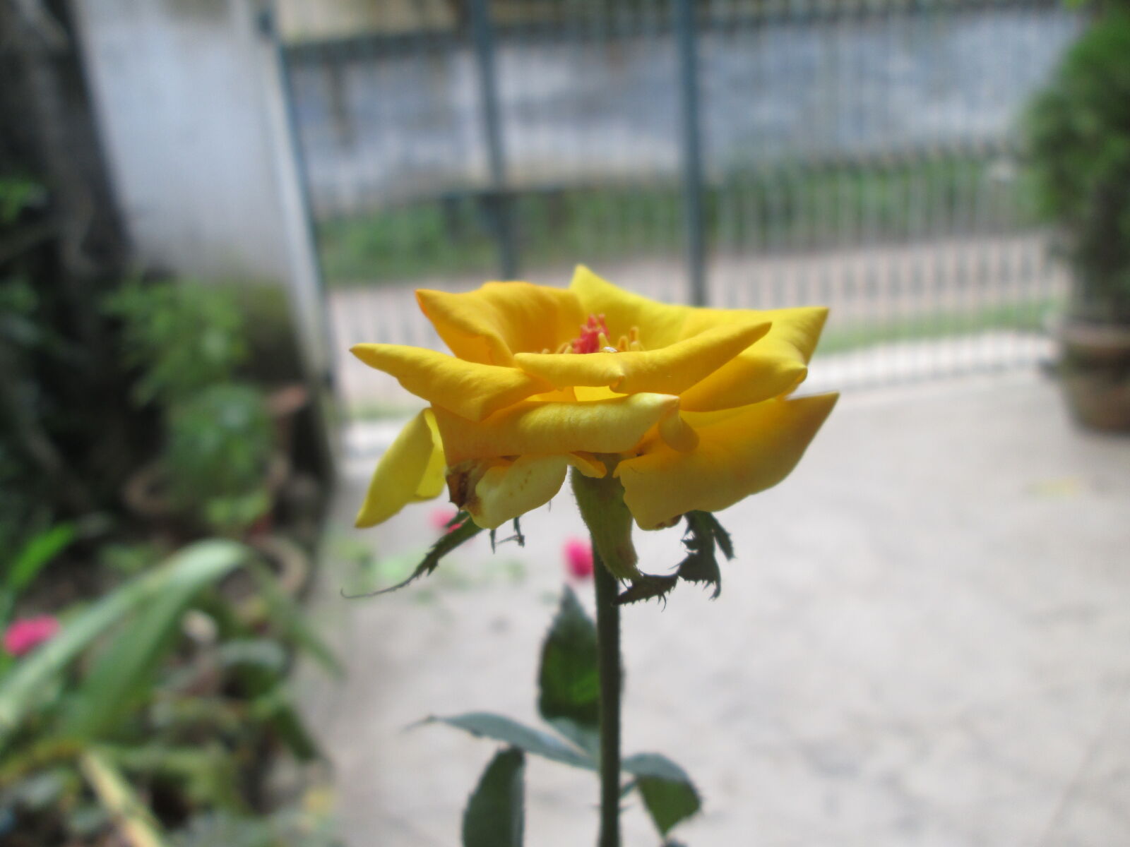 Canon PowerShot A2500 sample photo. Rose, yellow photography