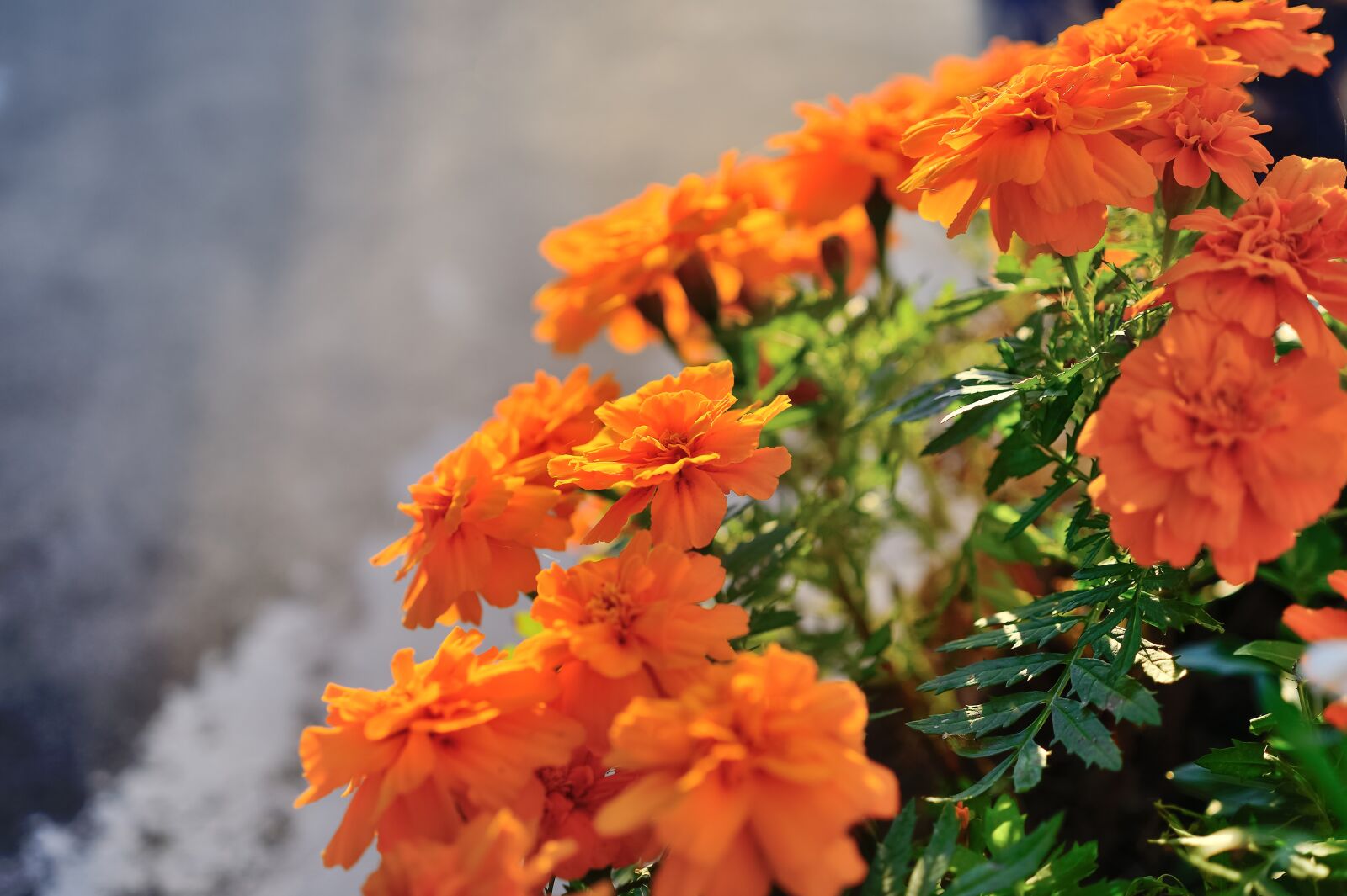 Nikon Df sample photo. Natural, plant, marigold photography