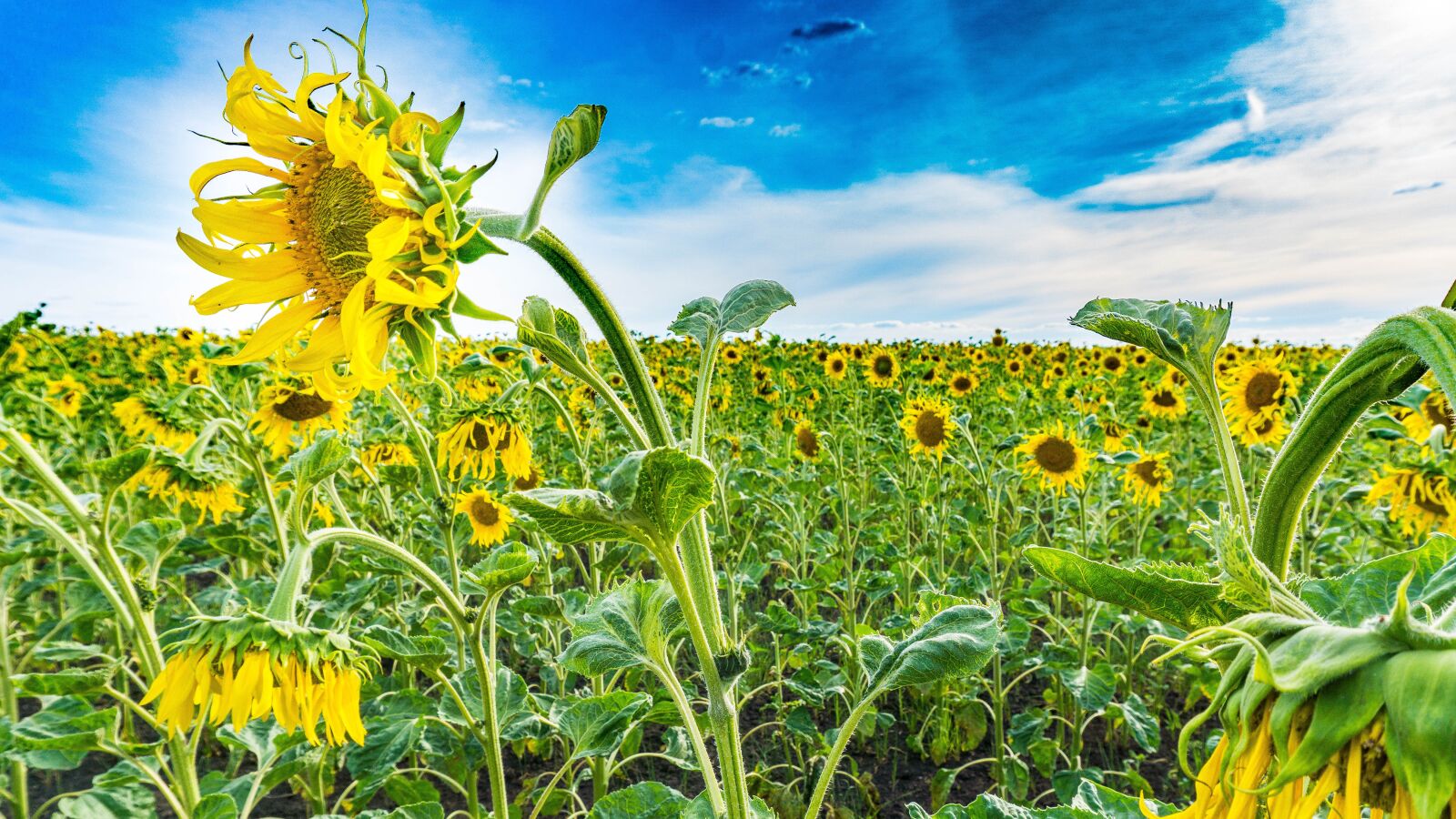 Sony a6000 sample photo. Field, sunflowers, nature photography