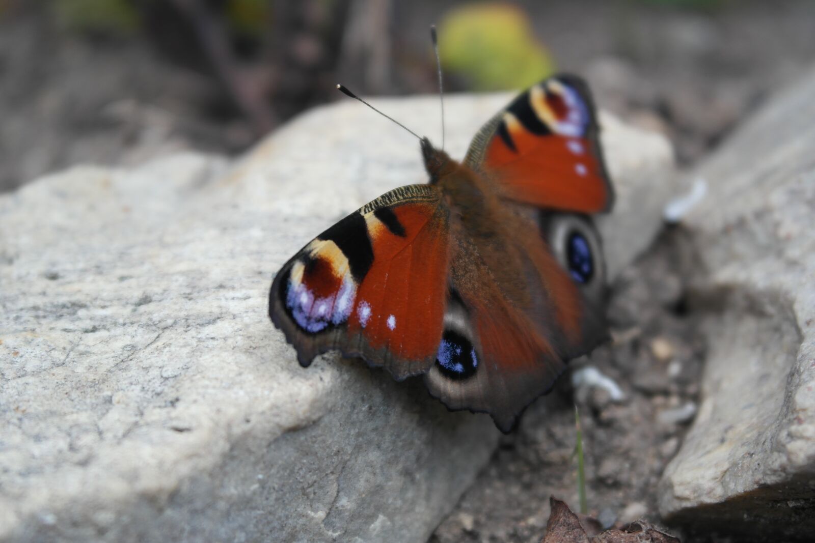 Samsung NX1000 sample photo. Butterfly, insect, coloring photography