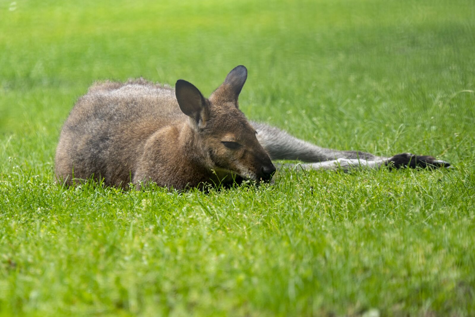 Panasonic Lumix DMC-FZ2500 (Lumix DMC-FZ2000) sample photo. Kangaroo, marsupials, grass photography