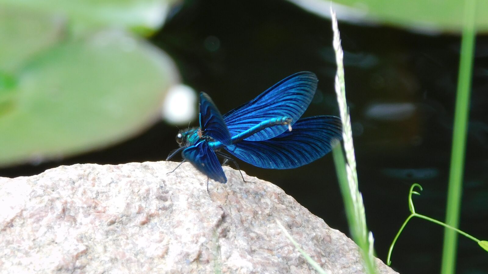 Nikon Coolpix B500 sample photo. Dragonfly, insect, pond photography