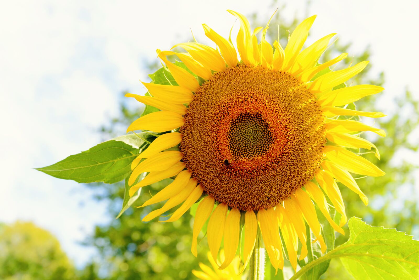 Nikon D610 sample photo. Sunflower, flower, yellow photography