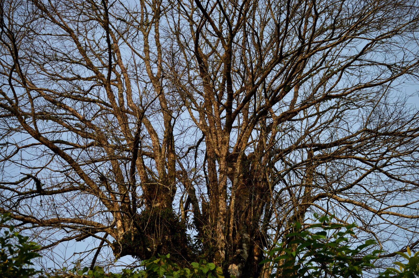 Nikon D3200 sample photo. Tree, wood, nature photography