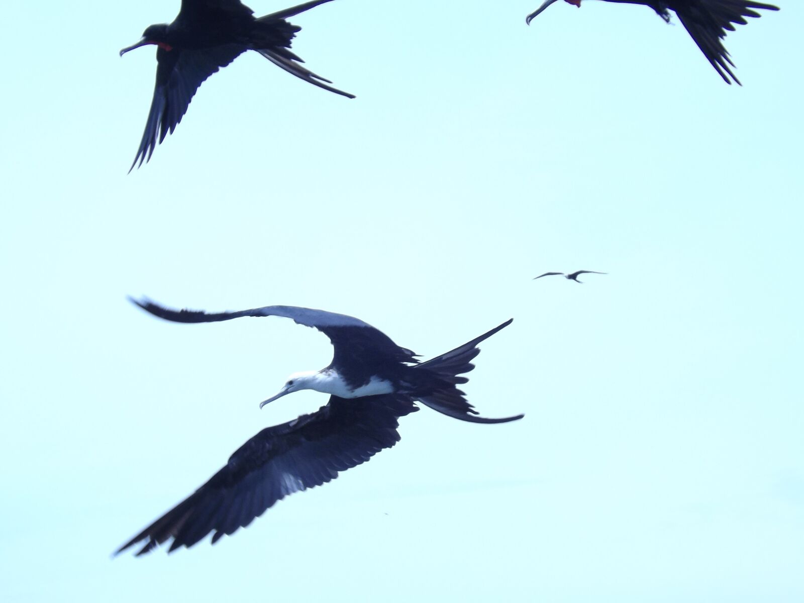 Fujifilm FinePix S4200 sample photo. Seagull, sky, sea photography