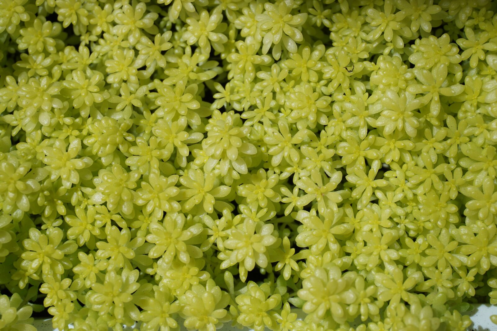 Sony a6000 sample photo. Plant, flowers, green photography